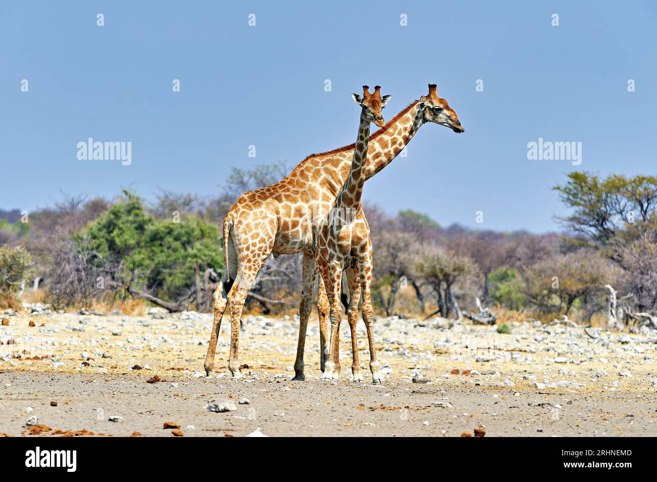 Namibia. Etosha-Nationalpark. Giraffen in freier Wildbahn Stockfoto