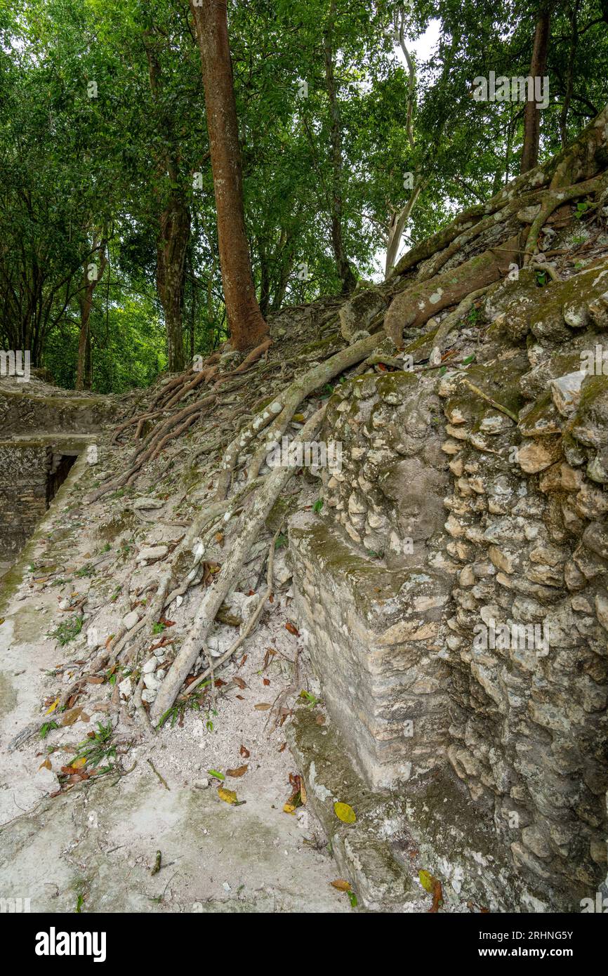 Baumwurzeln, die die Struktur A3 in der Wohnanlage in den Maya-Ruinen im archäologischen Reservat Cahal Pech in Belize zurückgewinnen. Stockfoto