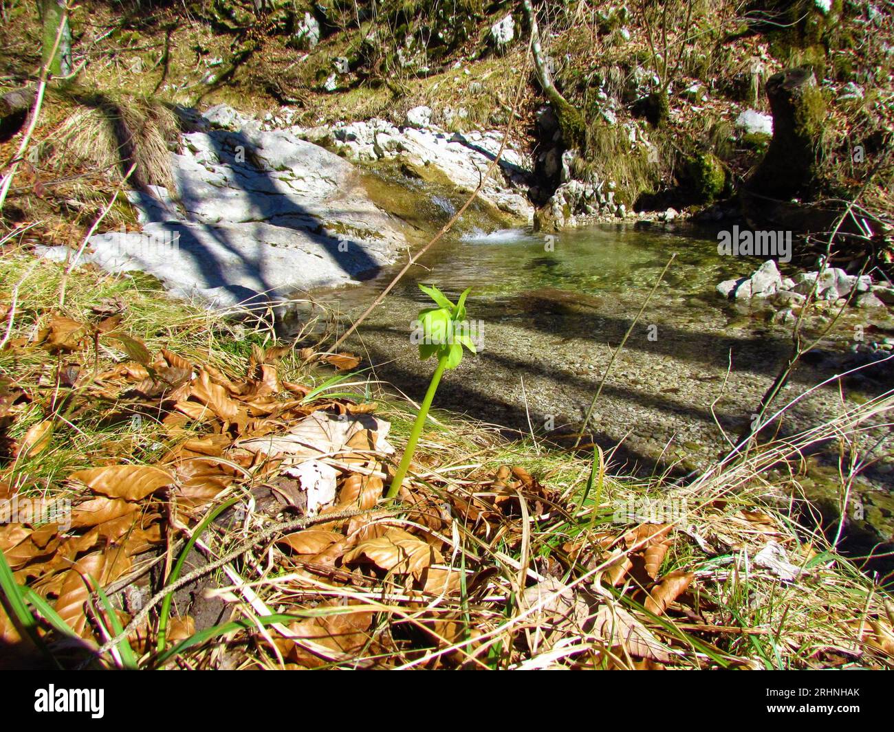 Grüne helleborus odorus-Blume, die an einem sonnigen Tag vor einem kleinen Pool wächst Stockfoto