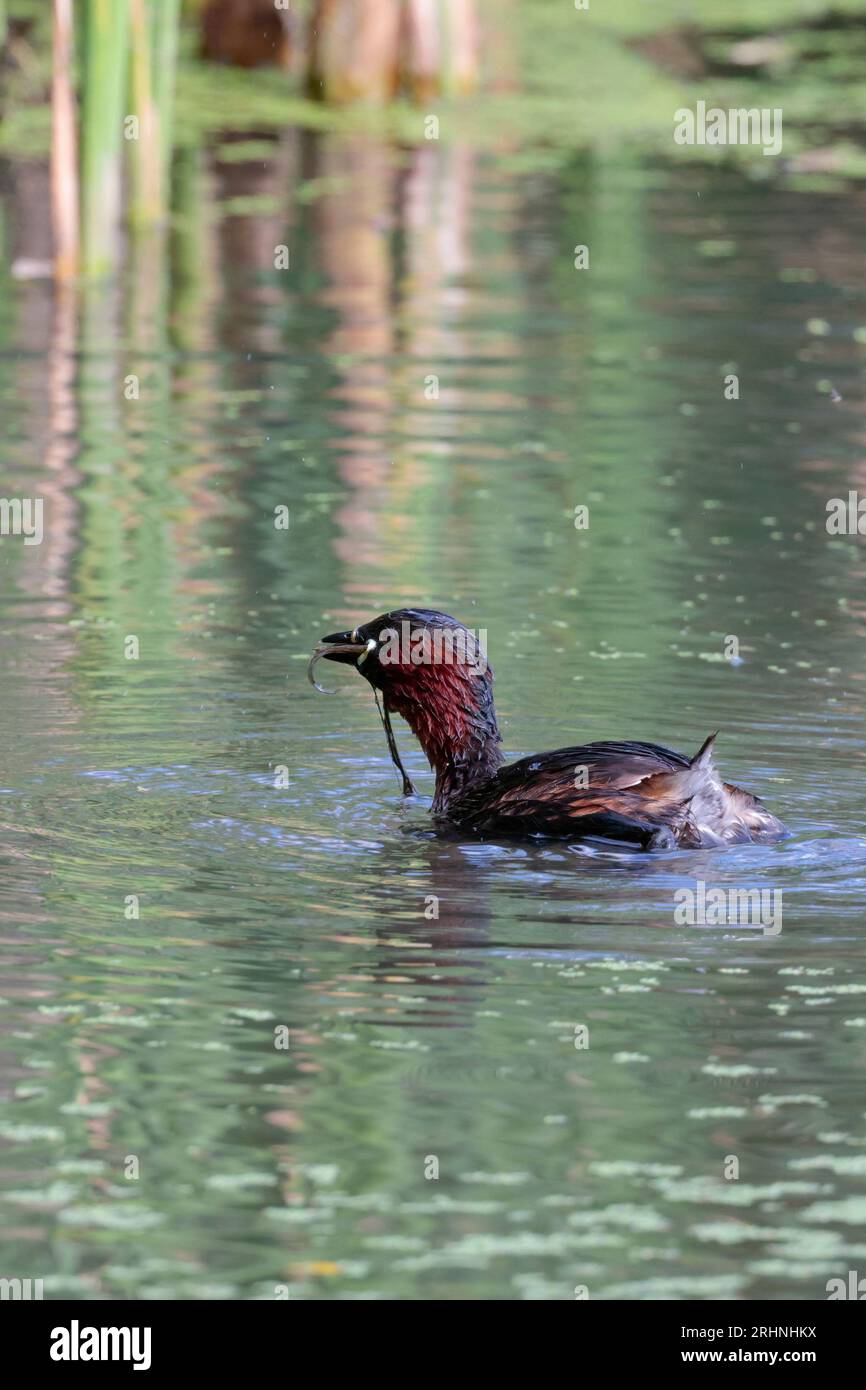 Kleines Grebe Tachybaptus ruficollis, Kastanie auf den Wangen und Hals Limettengrüner Fleck an der Basis von Rechnung bräunliches Gefieder weiß Puderpuder wie Hinterteil Stockfoto