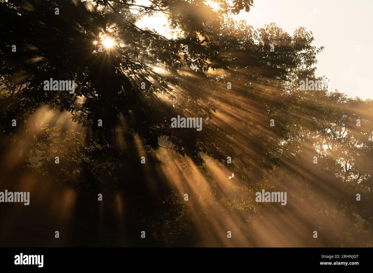 Wellen des Sonnenlichts filtern durch Nebel am frühen Morgen in den Smokies Stockfoto