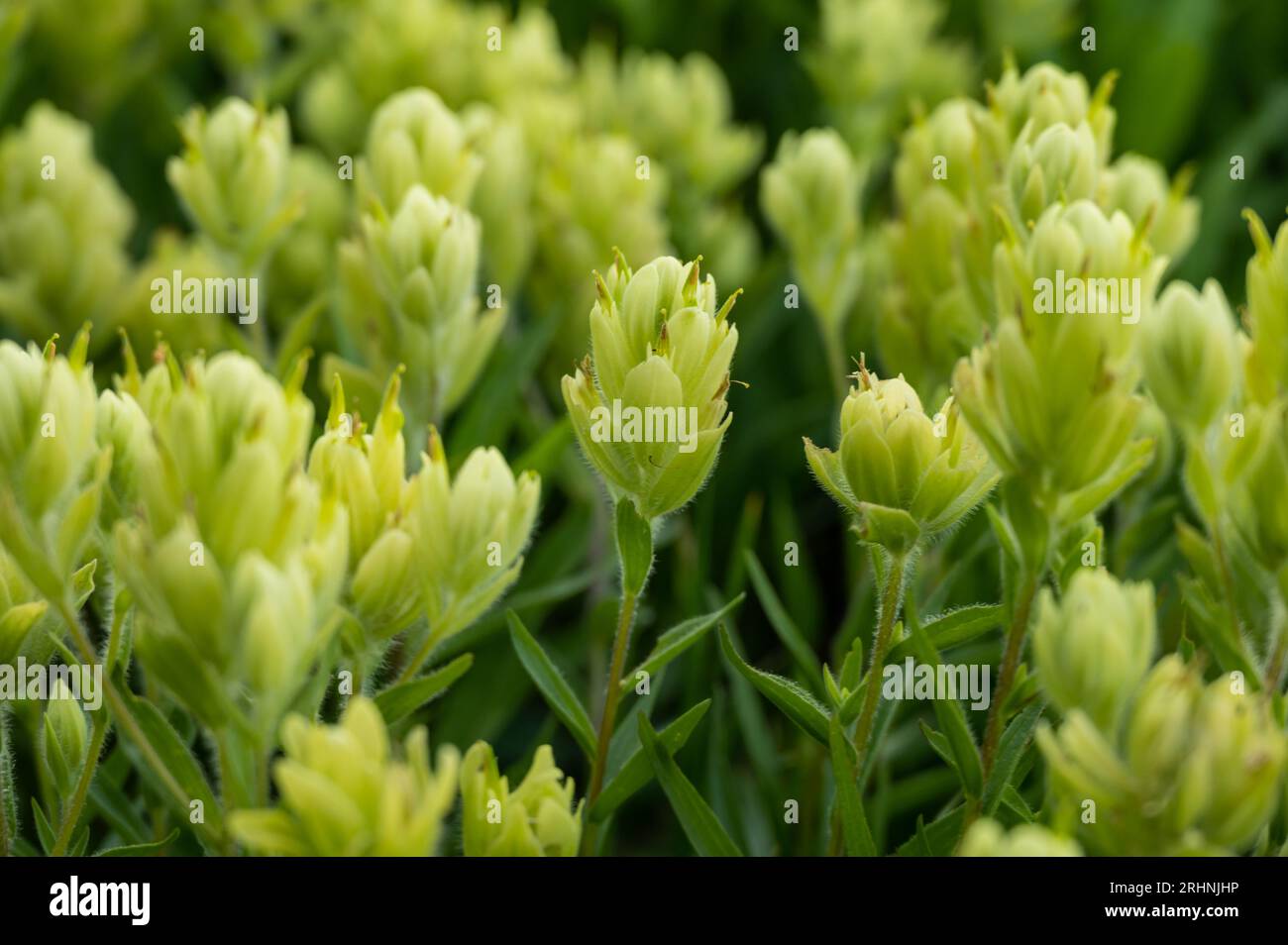 Kleine Pinselblumen öffnen sich im Sommer im Grand Teton National Park Stockfoto