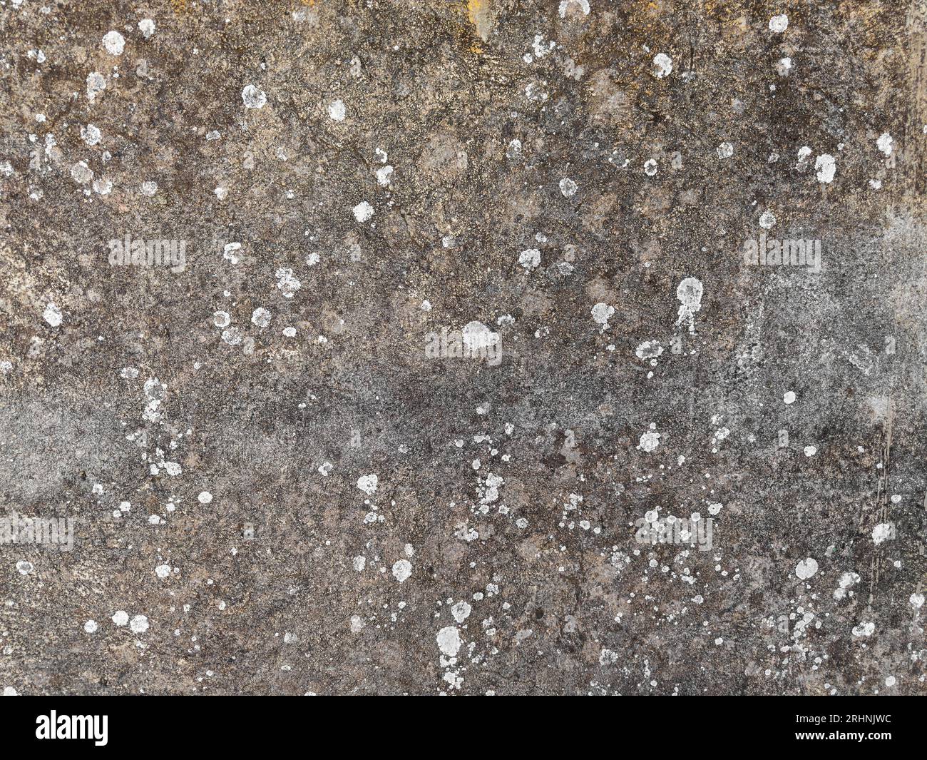 Alte Wand mit Pilz und Moos. Stockfoto