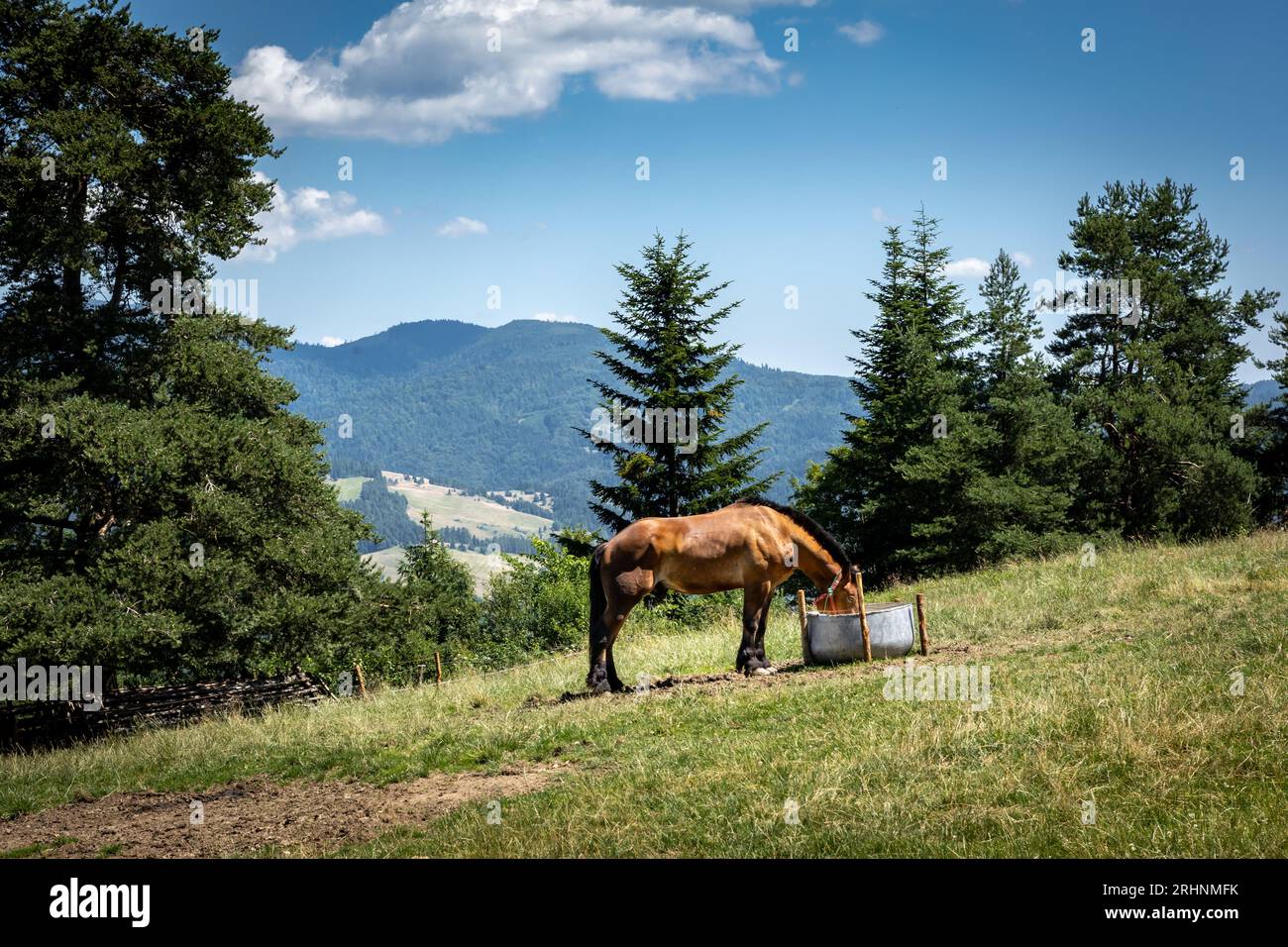 Ein braunes Pferd trinkt Wasser im Freien auf dem Bauernhof in Pieniny, Polen. Stockfoto