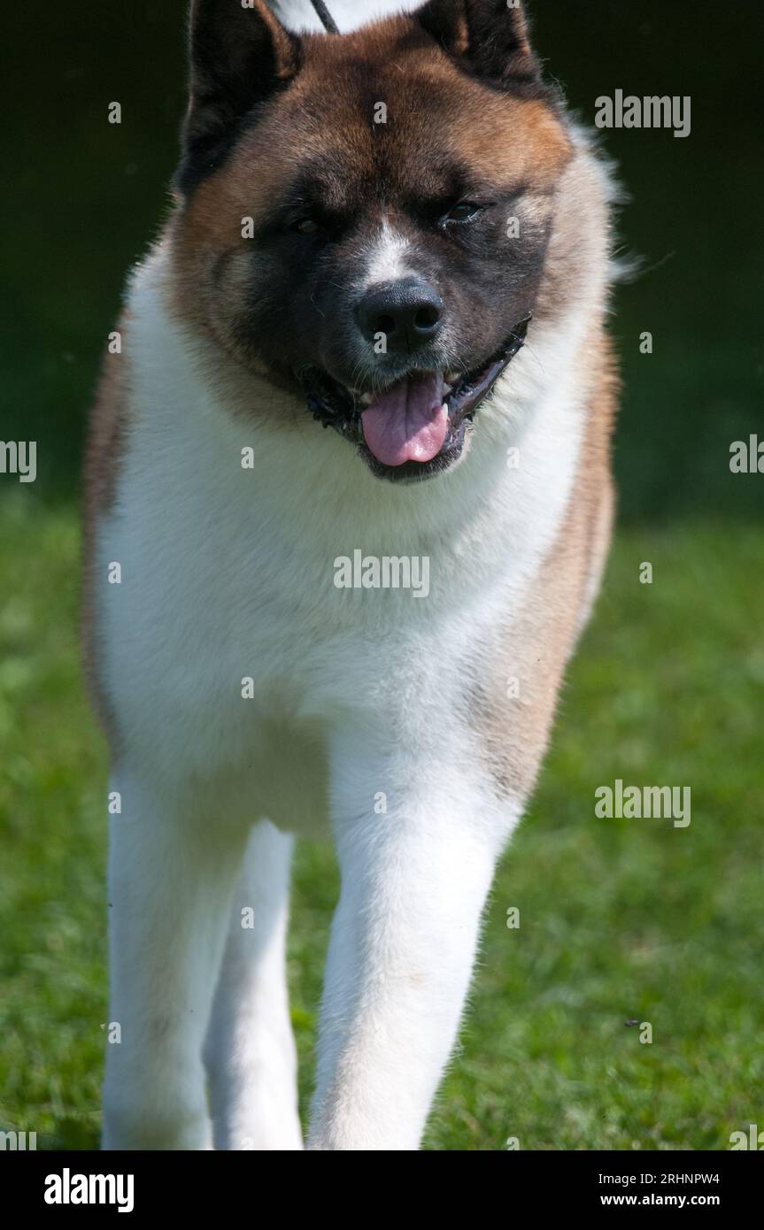 Akita, die in Richtung Kamera geht, während sie an einem Exterieur-Event teilnimmt Stockfoto