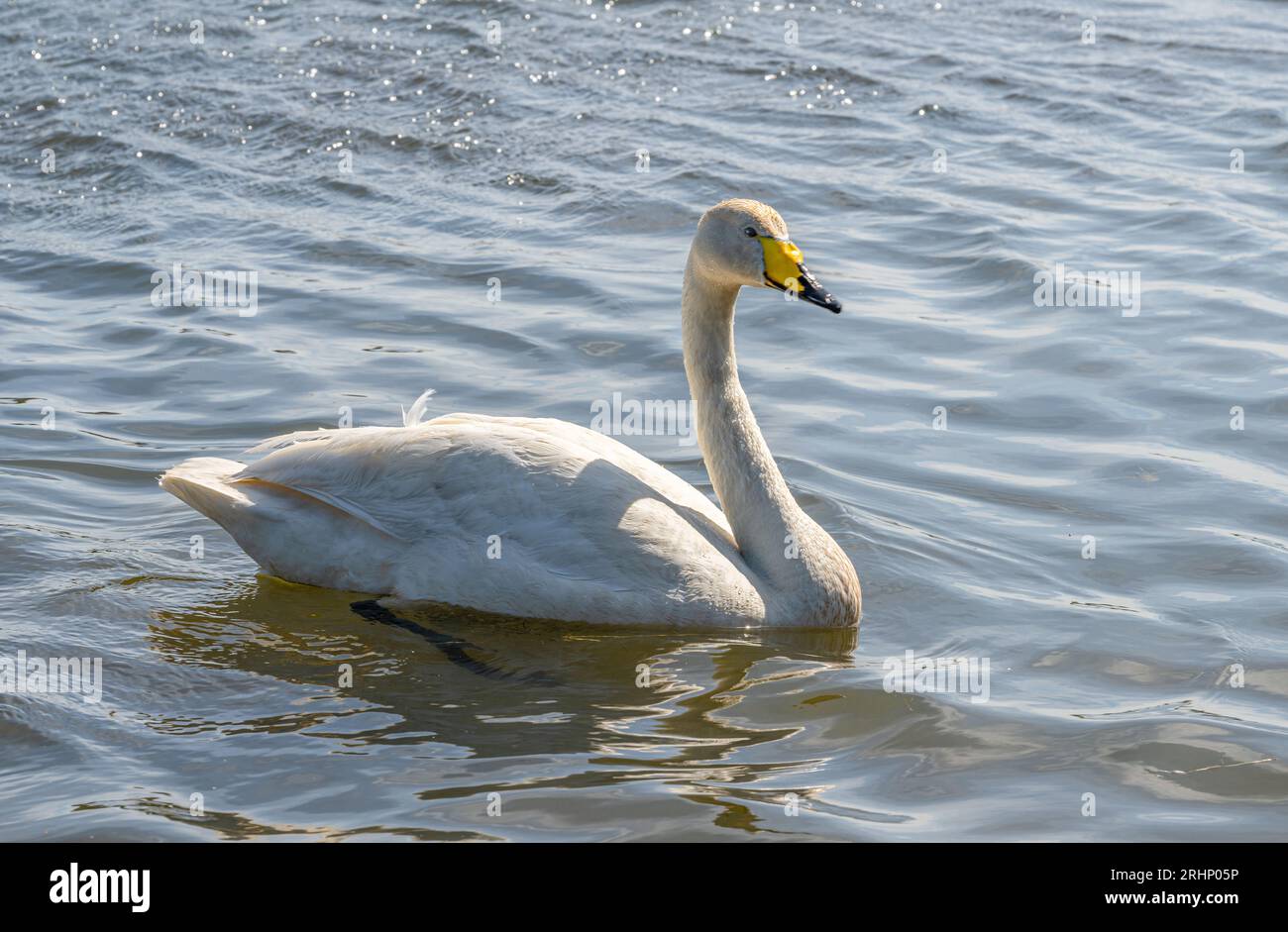 Whooper Schwan auf Tjörnin Pond, Reykjavik, Island Stockfoto