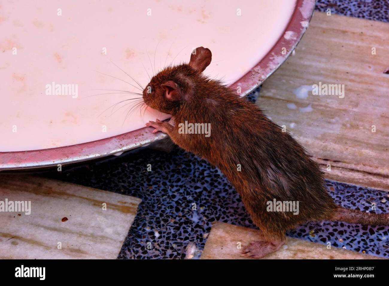 Indien, Rajasthan, Bikaner Region, Deshnoke, Karni Mata Tempel auch bekannt als der Tempel der Ratten Stockfoto