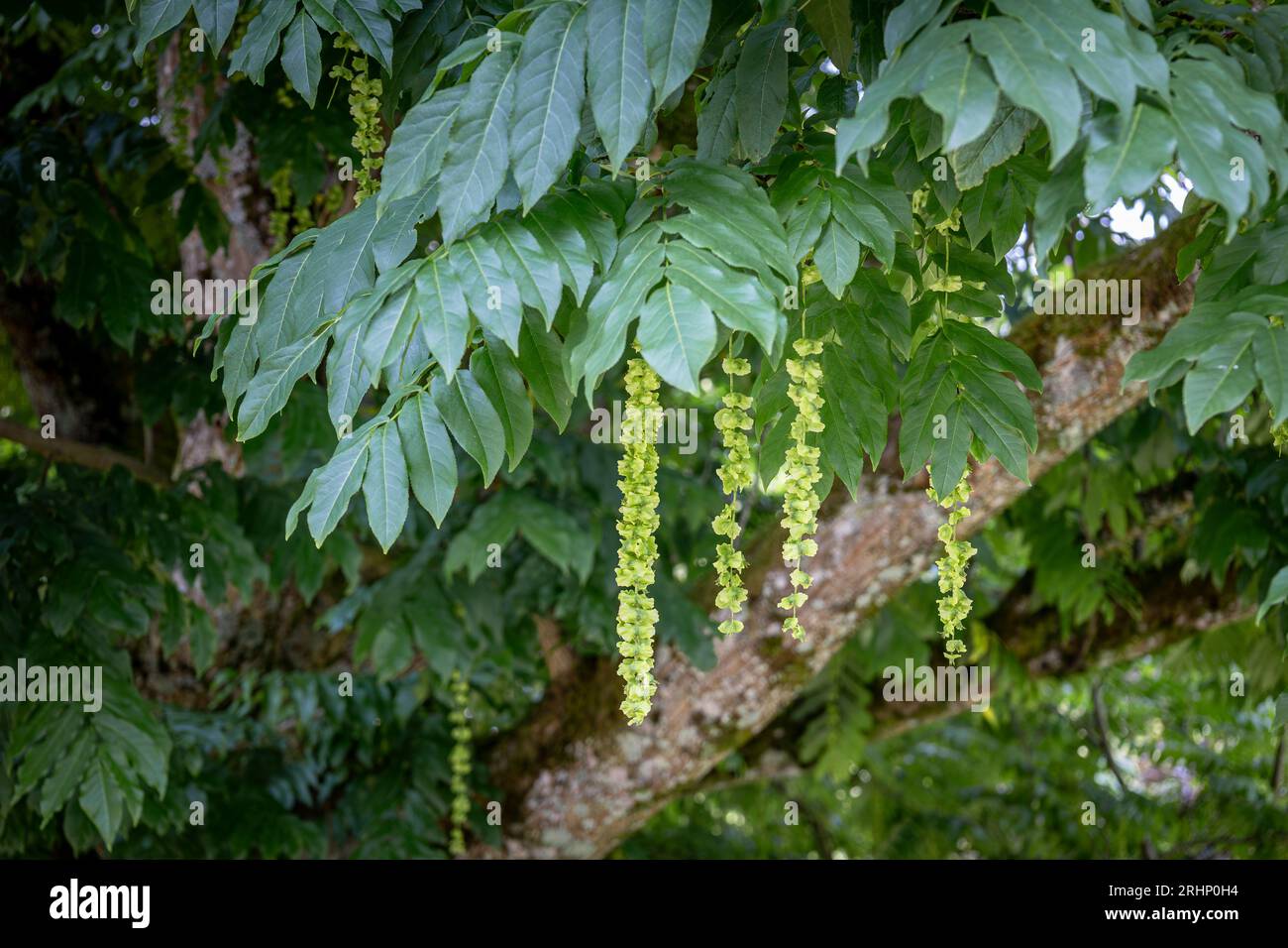 Wunderschöner schnell wachsender Flügelnussbaum oder Pterocarya im Stadtpark Epinal in Frankreich, Vogesen Region Stockfoto