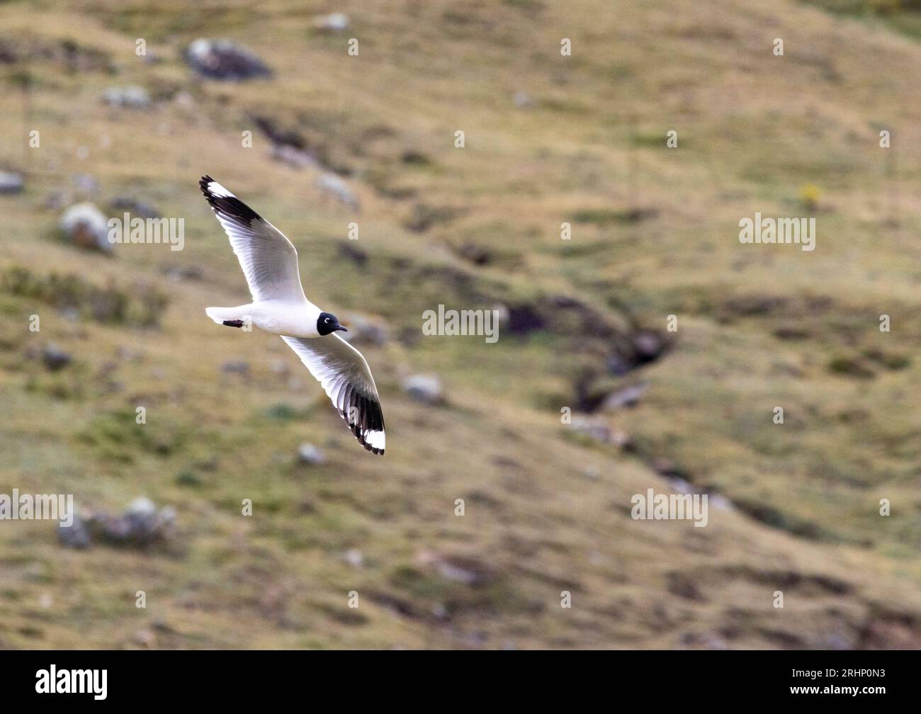 Andenmöwe (Chroicocephalus serranus), Huayhuash, Peru Stockfoto