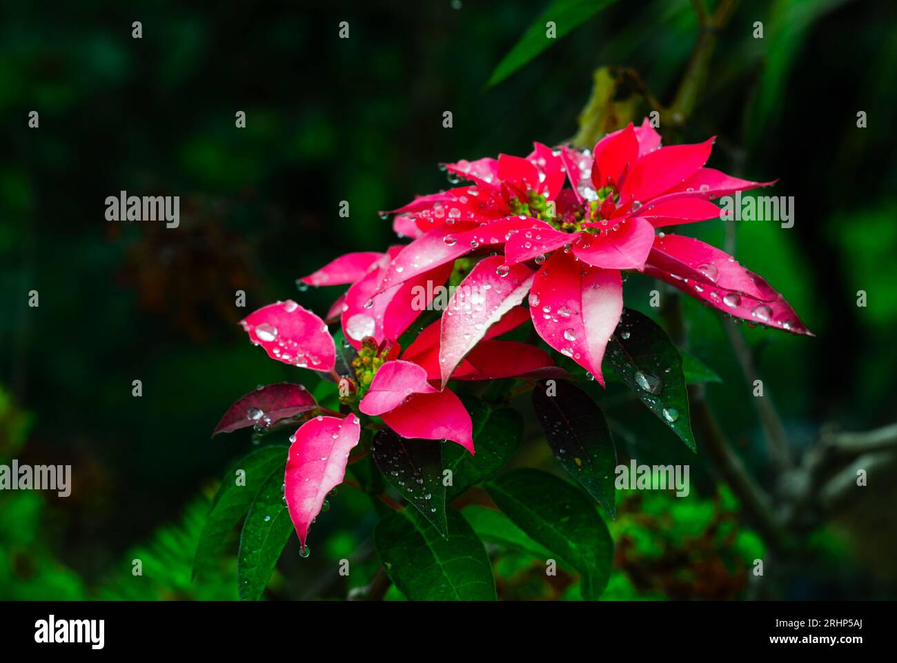 Wunderschöne rote Blume nass im Regen auf einem Blumengarten vor dem Hof. Naturhintergrund. Stockfoto