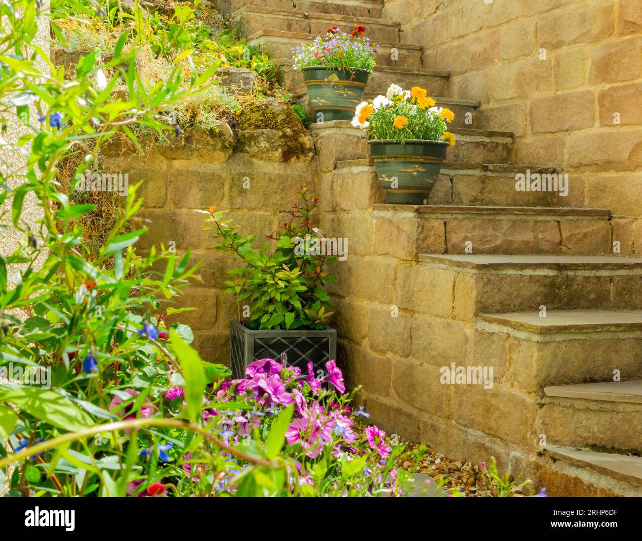Pflanzgefäße und Töpfe in einem Terrassengarten im Sommer mit Topfpflanzen, einschließlich Lobelien, Ringelblumen und Petunien, mit Wänden und Stufen auf verschiedenen Ebenen Stockfoto