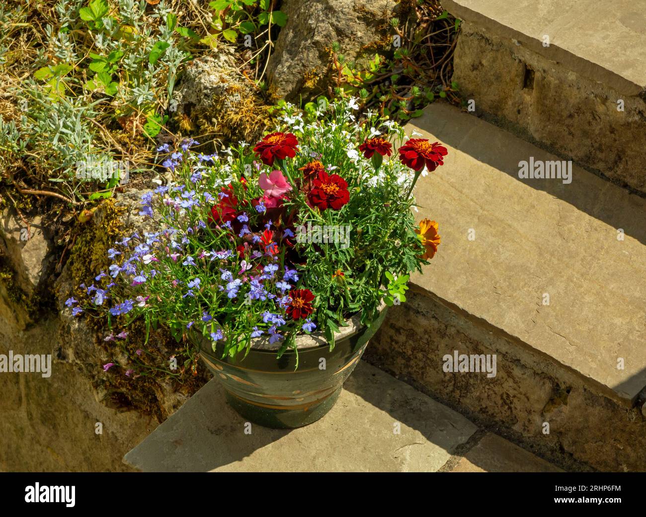 Topf mit Lobelia- und Ringelblumenpflanzen auf Gartenstufen im Sommer. Stockfoto