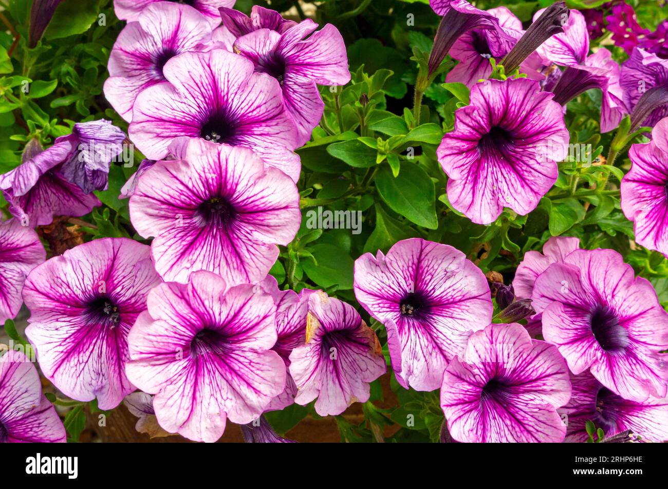 Nahaufnahme von rosa und violetten Petunia-Blüten, die im Sommer in einem Topf in einem Garten wachsen. Stockfoto