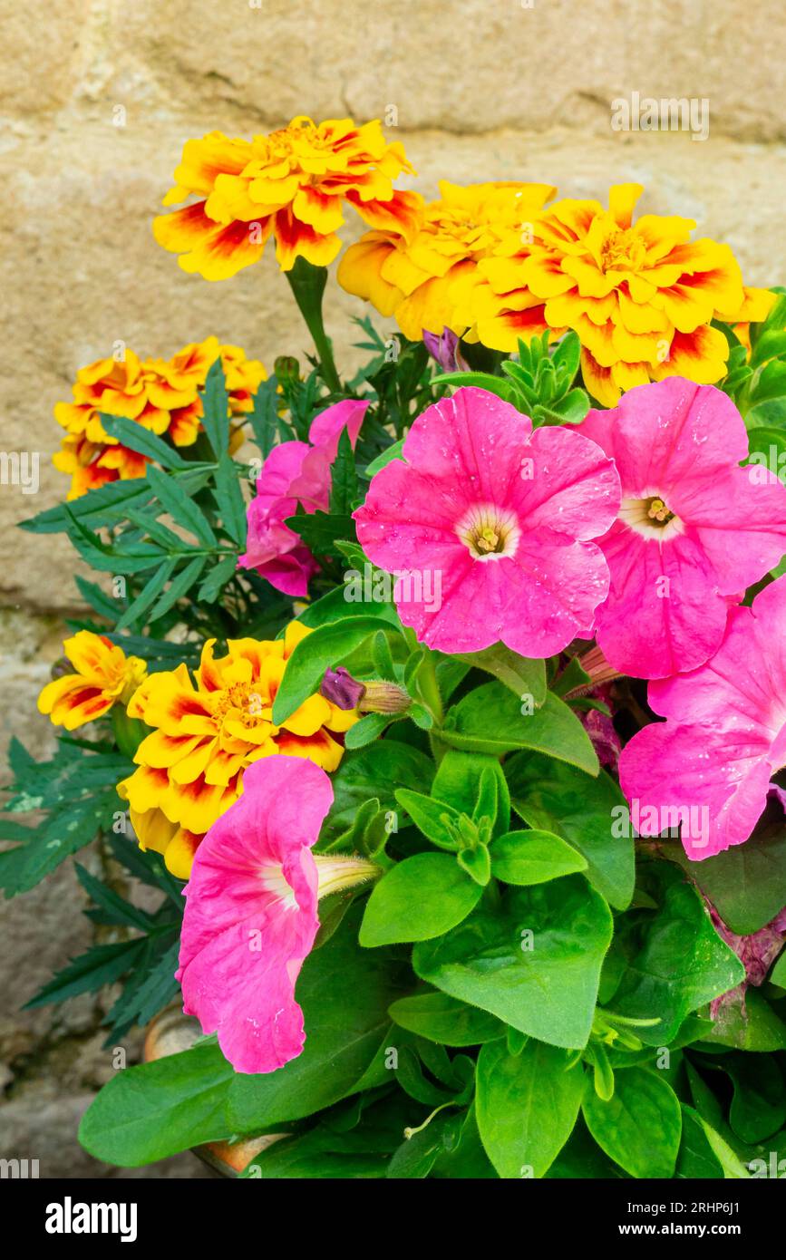 Nahaufnahme von rosa Petunien und gelben Ringelblumen oder tagetes, die im Sommer in einem Topf in einem Garten wachsen. Stockfoto