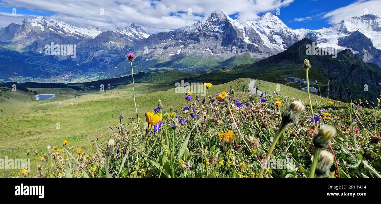 Schweizer Naturlandschaft. Malerische schneebedeckte Alpenberge und wilde Blumenwiesen. Schönheit in der Natur. Schweizer Landschaft. Blick auf den Mannlichen Berg Stockfoto