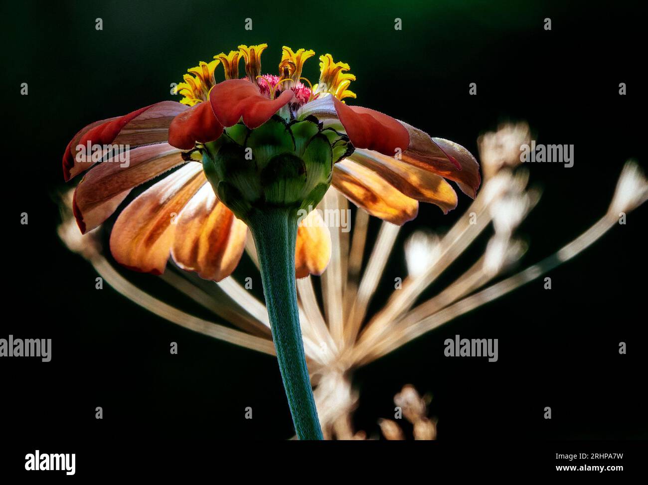 Eine Zinnienblüte öffnet sich Stockfoto