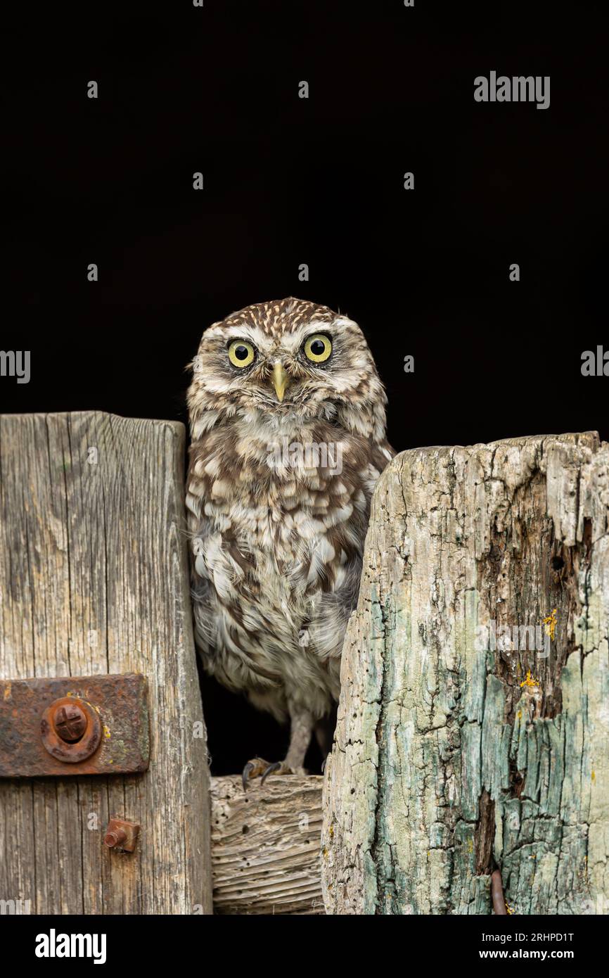 Kleine Eule. Wissenschaftliche Bezeichnung: Athene Noctua. Nahaufnahme eines kleinen Eulen, der auf einem alten Tor des Bauernhofs steht, mit Blick auf die Vorderseite. Platz für Kopie. Kleine Eule Stockfoto
