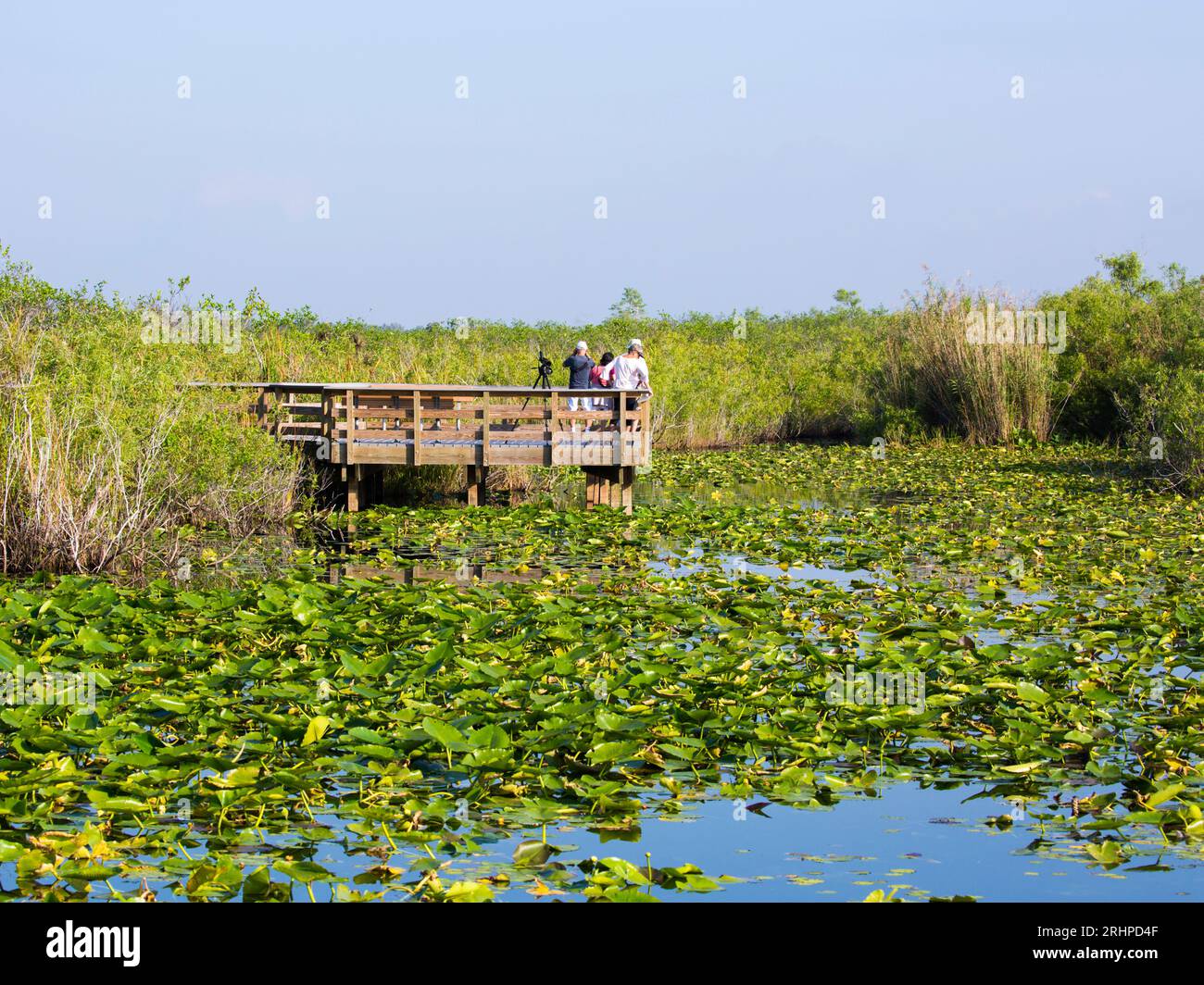 Everglades-Nationalpark, Florida, USA. Besucher, die auf dem Anhinga Trail auf der Uferpromenade in Feuchtgebieten die Tierwelt beobachten können. Stockfoto