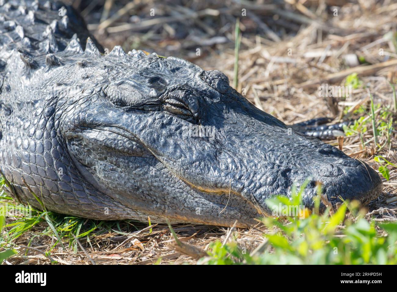 Everglades-Nationalpark, Florida, USA. Amerikanischer Alligator, Alligator mississippiensis, bewegungslos neben dem Anhinga Trail. Stockfoto