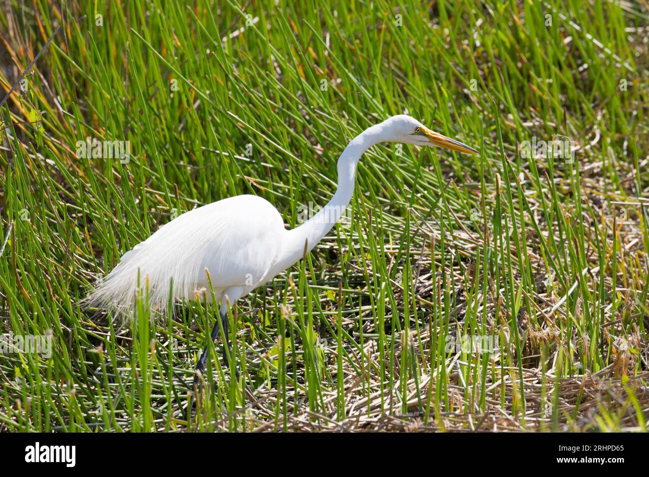 Everglades-Nationalpark, Florida, USA. Großer Reiher, Ardea alba, jagte Beute neben dem Anhinga Trail. Stockfoto