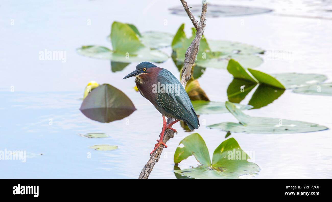 Everglades-Nationalpark, Florida, USA. Grüner Reiher, Butorides virescens, hoch über Wasser neben dem Anhinga Trail. Stockfoto