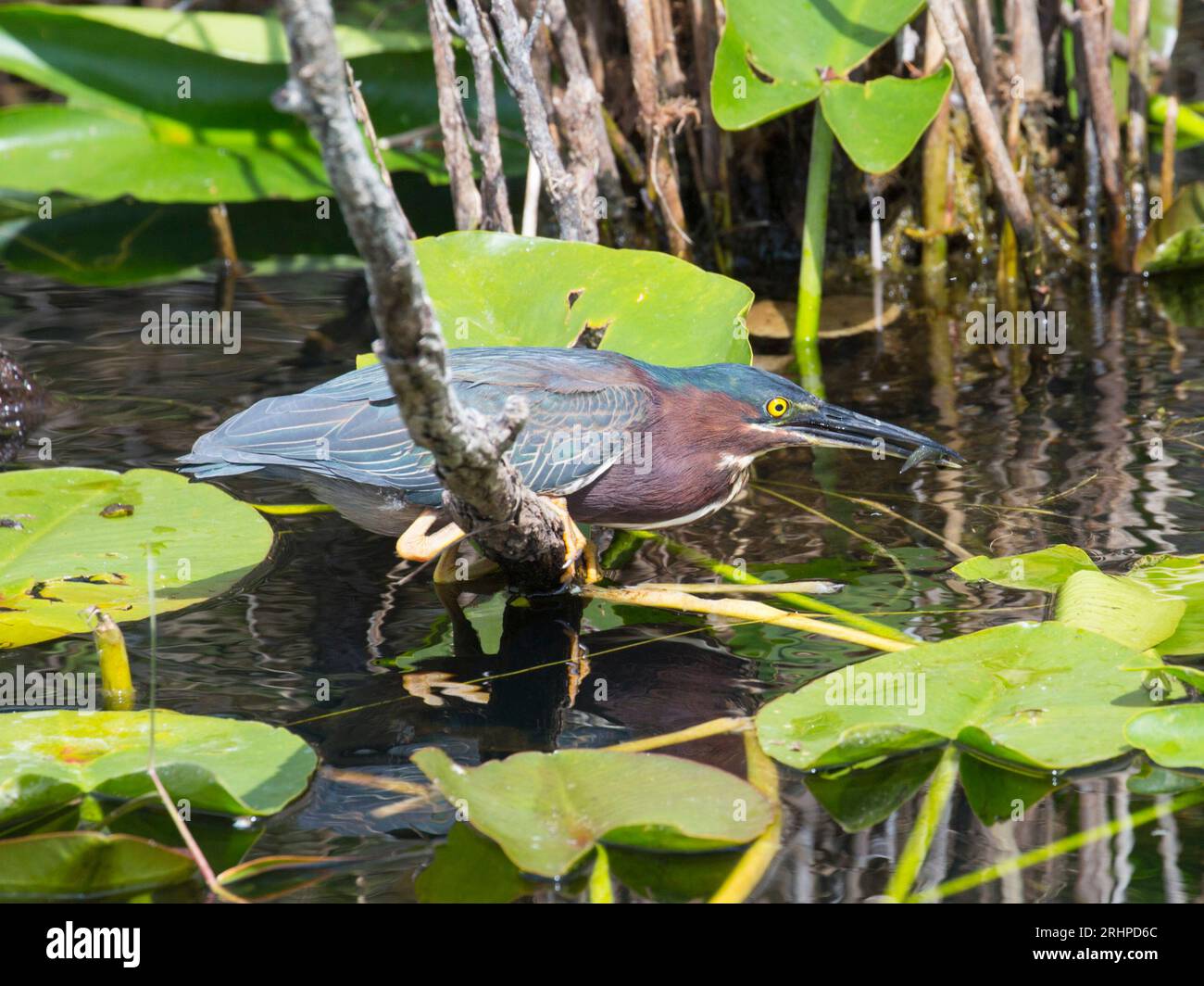 Everglades-Nationalpark, Florida, USA. Grüner Reiher, Butorides virescens, Fang Fische am Anhinga Trail. Stockfoto