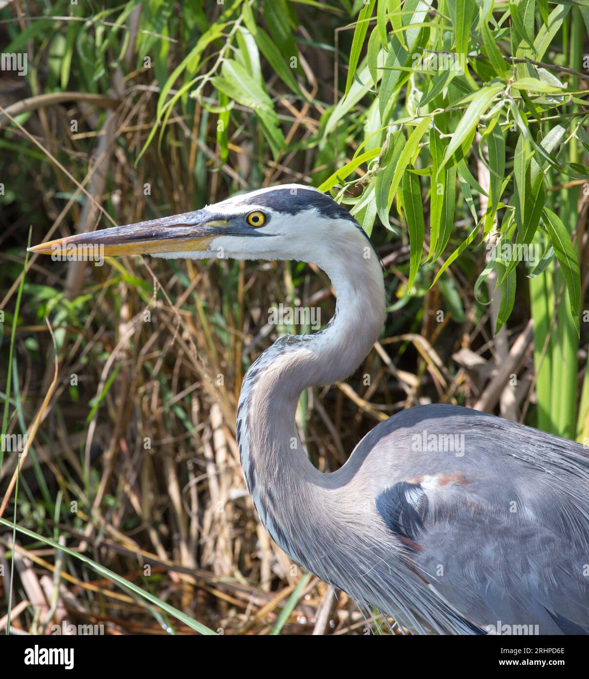 Everglades-Nationalpark, Florida, USA. Großer blauer Reiher, Ardea herodias, wachsam neben dem Weg im Shark Valley. Stockfoto