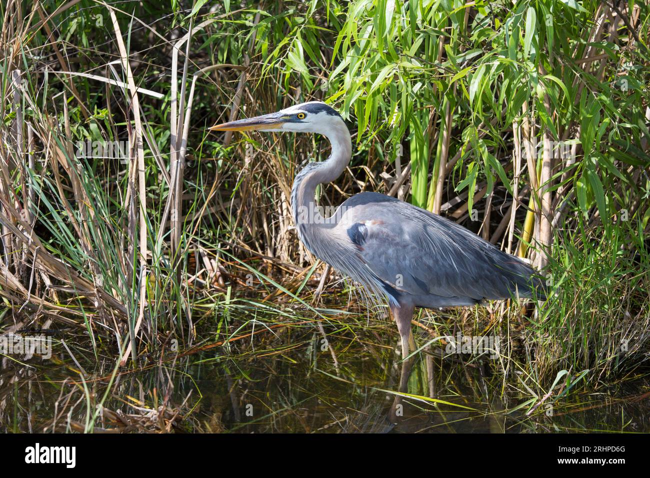 Everglades-Nationalpark, Florida, USA. Großer blauer Reiher, Ardea herodias, wachsam neben dem Weg im Shark Valley. Stockfoto