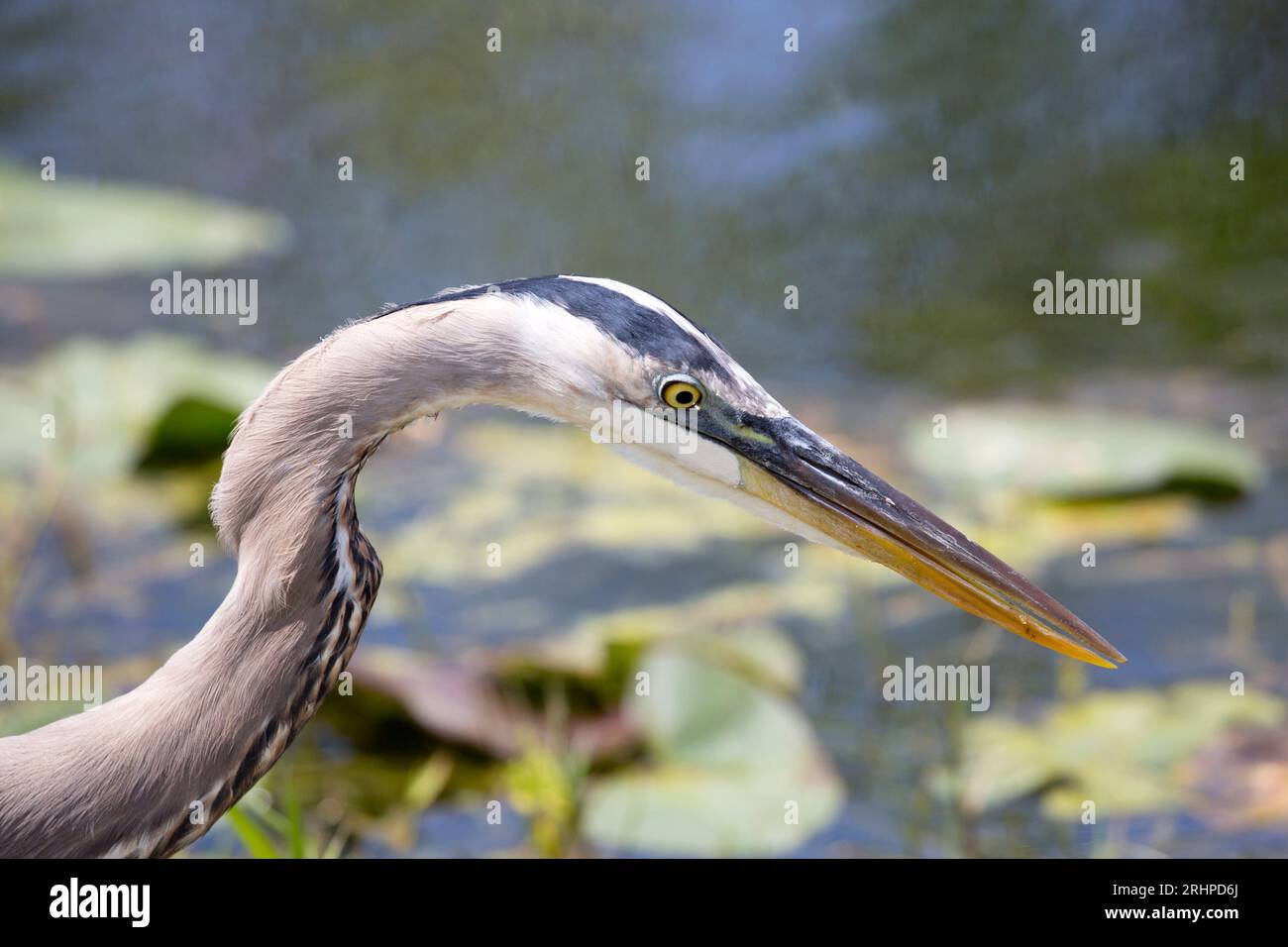 Everglades-Nationalpark, Florida, USA. Großer blauer Reiher, Ardea herodias, jagt Beute neben dem Weg im Shark Valley. Stockfoto