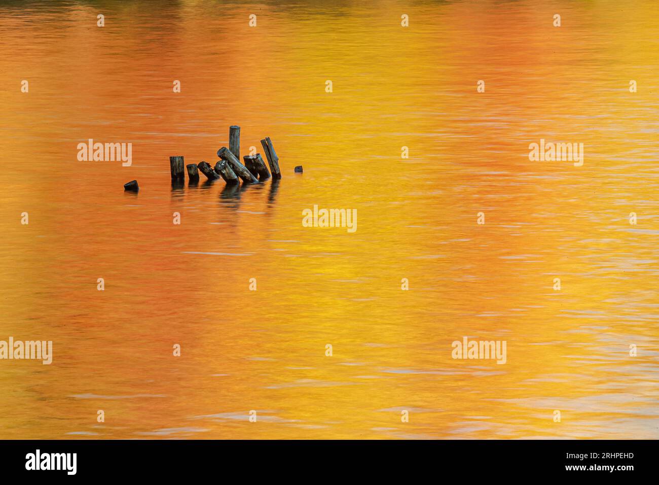 Der alte Pfosten ragt im Herbst aus einem ruhigen Teich. Stockfoto