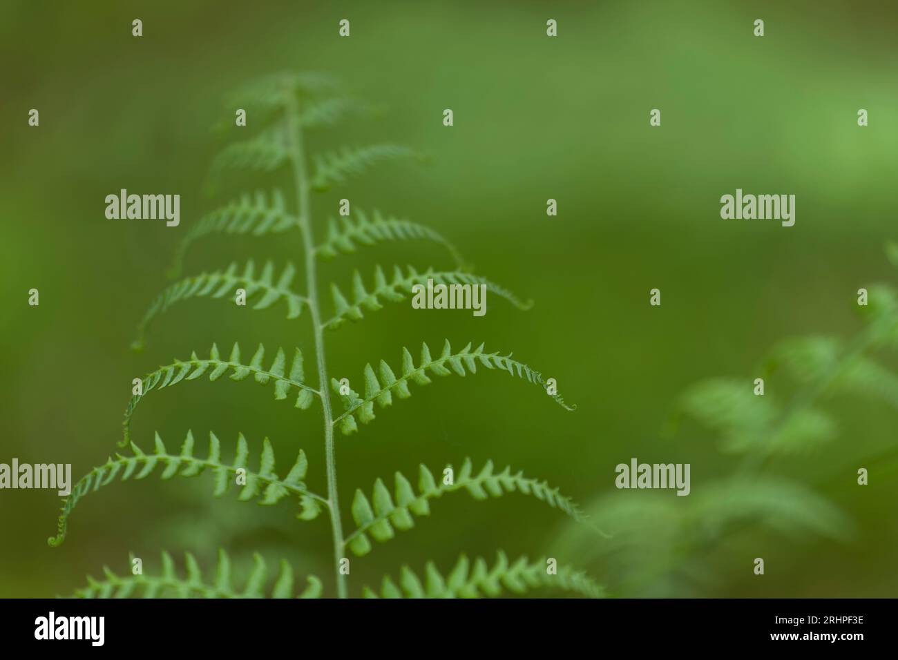 Jungfarnpflanze, Bracken, Frühling, Naturpark Pfälzerwald, Biosphärenreservat Pfälzerwald-Nordvogesen, Rheinland-Pfalz, Deutschland Stockfoto