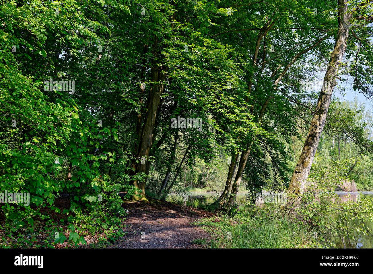 Europa, Deutschland, Nordrhein-Westfalen, Rhein-Erft-Kreis, Erftstadt, Ville-Seen-Platte, Wasser, Seenlandschaft, Teich, Karauschenweiher, Landschaftsschutzgebiet, Erholungsgebiet, Mischwald, Bäume, Restloch aus Braunkohleabbau, renaturalisiert, grün, Frühling, Himmel, blau, sonnig, Atmosphäre, Ruhe, Erholung Stockfoto
