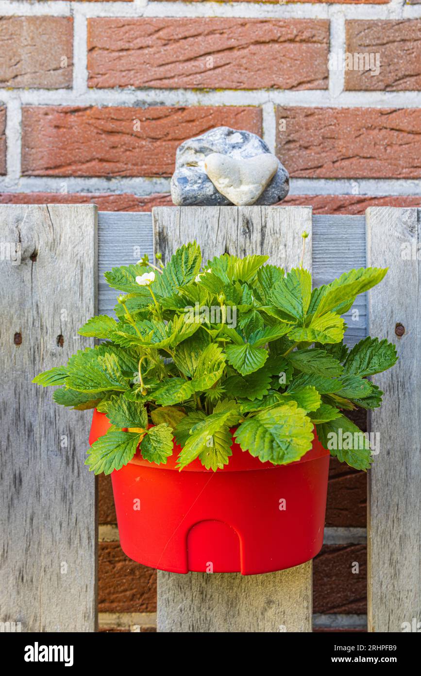 Erdbeeren dekorativ mit Treibgut und Jetsam arrangiert Stockfoto