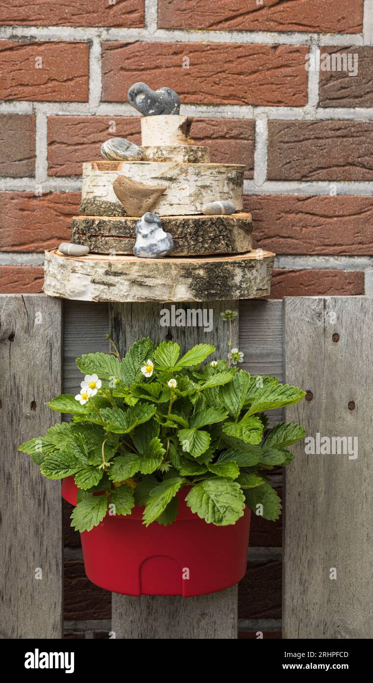 Erdbeeren dekorativ mit Treibgut und Jetsam arrangiert Stockfoto