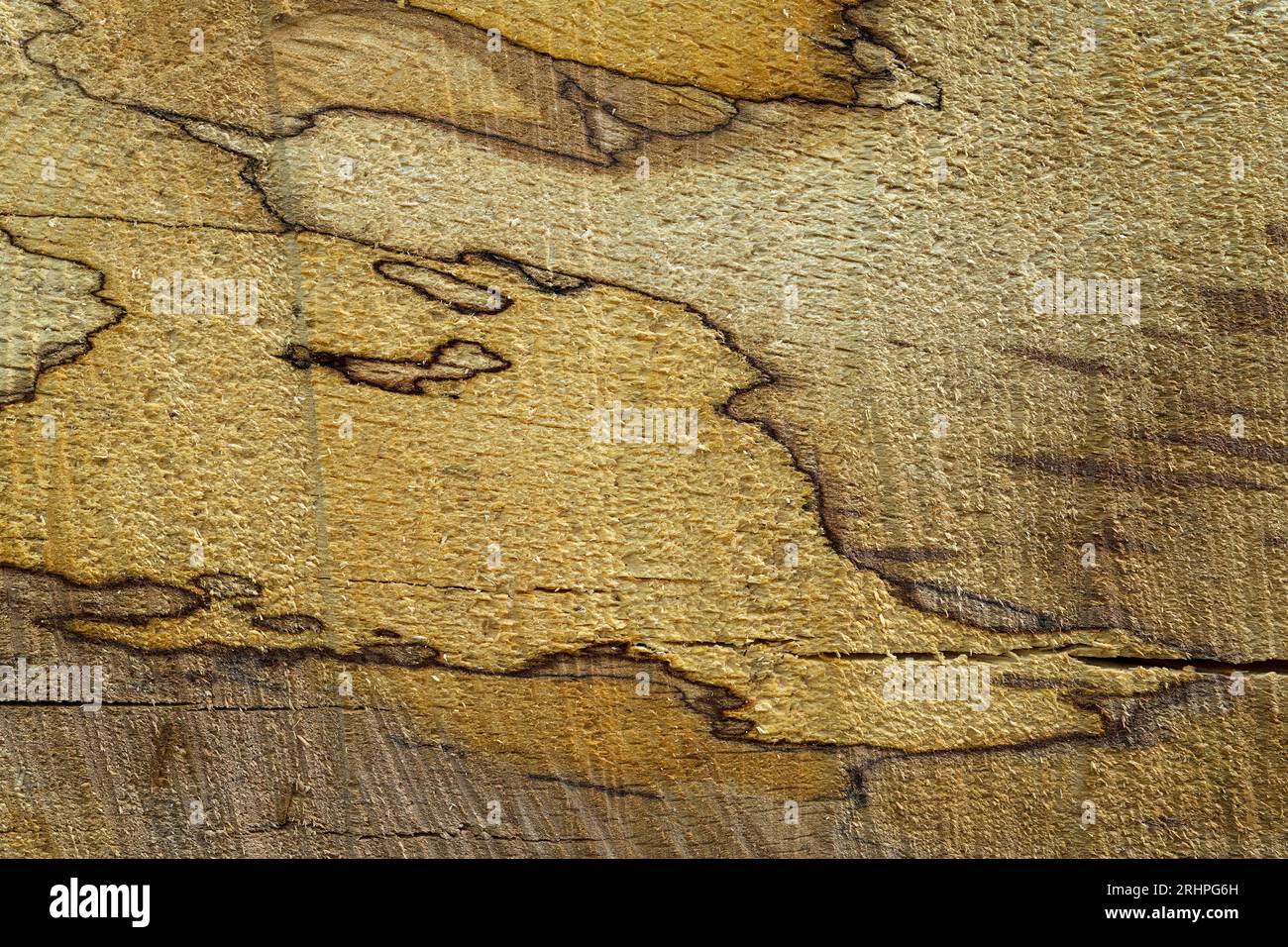 Muster in Holz, Schnittfläche am Stamm einer gefällten Kupferbuche, Naturpark Pfälzerwald, Biosphärenreservat Pfälzerwald-Nordvogesen, Deutschland, Rheinland-Pfalz Stockfoto