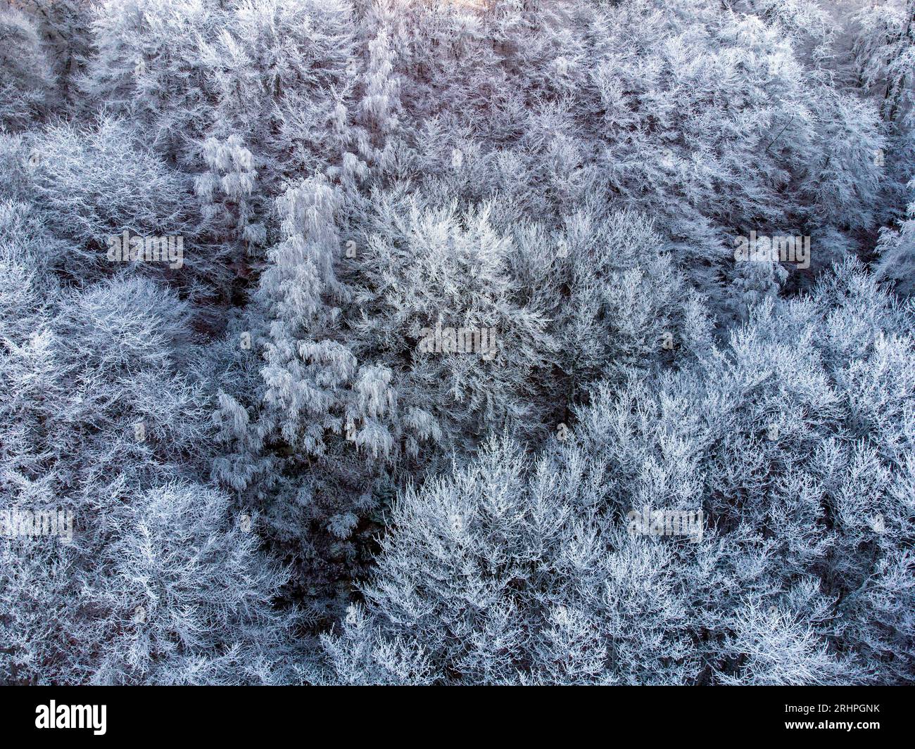 Wald mit Raureif im Winter, Kastel-Staadt, Saar, Saartal, Naturpark Saar-Hunsrück, Rheinland-Pfalz, Deutschland Stockfoto