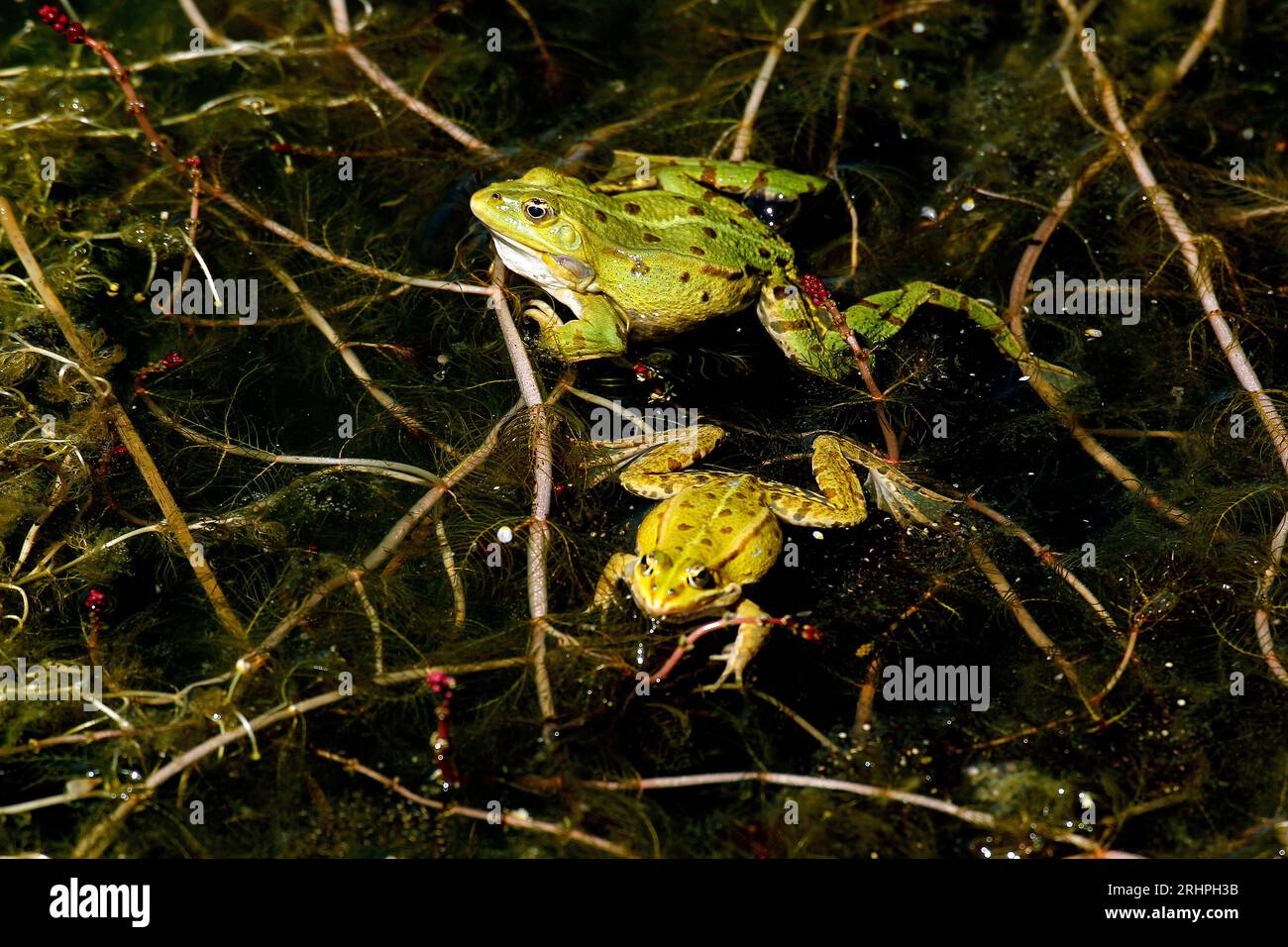 Speisefrösche, rana esculenta, Paar, Teich in der Normandie Stockfoto