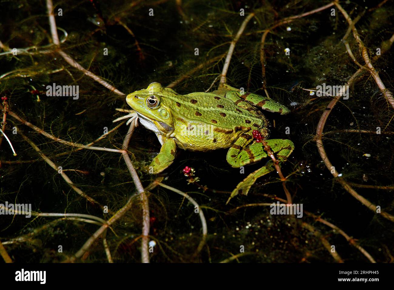 Essbarer Frosch, rana esculenta, Männlich, Teich in der Normandie Stockfoto