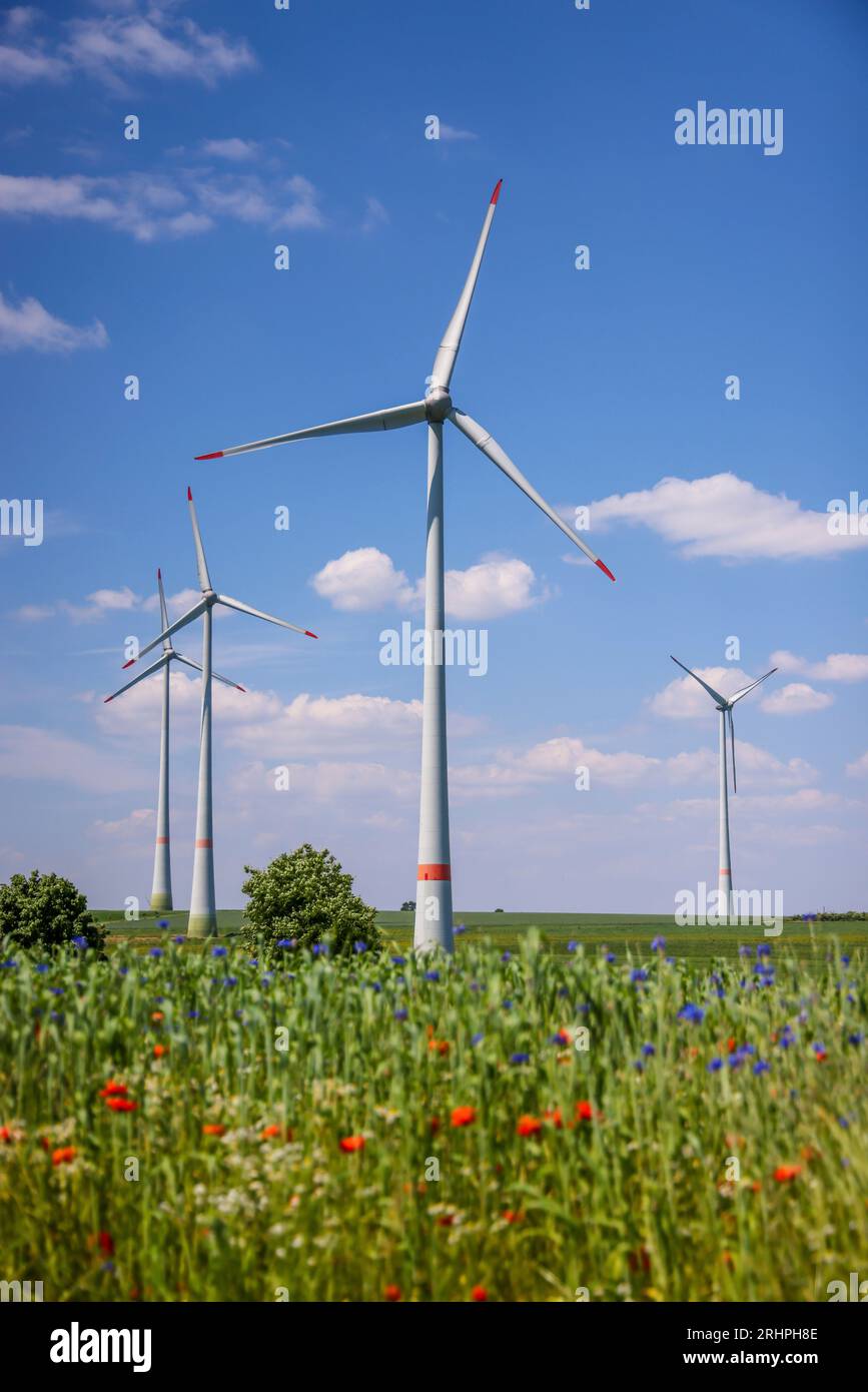 Lichtenau, Nordrhein-Westfalen, Deutschland - Windpark in landwirtschaftlicher Landschaft, vorderer Blütenstreifen auf Weizenfeld, Mohn, Kornblumen und Kamillen. Stockfoto