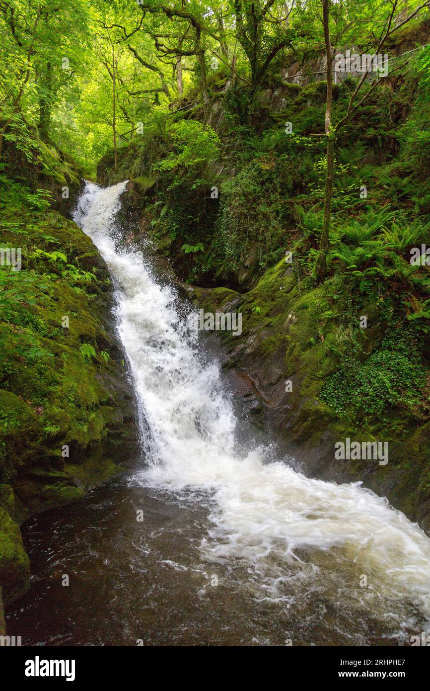 Das weiße Wasser des Nant Dôl-goch-Baches dröhnt einen der unteren Wasserfälle an den Dolgoch Falls, Nr Tywyn, Gwynedd, Wales, Vereinigtes Königreich hinunter Stockfoto