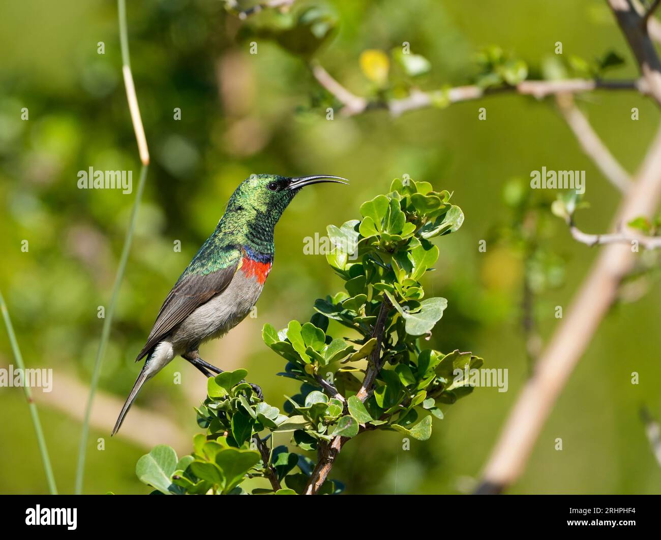 Südlicher Doppelkragen-Sunbird (Cinnyris chalybeus), ausgewachsenes männliches Gefieder, Hermanus, Südafrika. Stockfoto