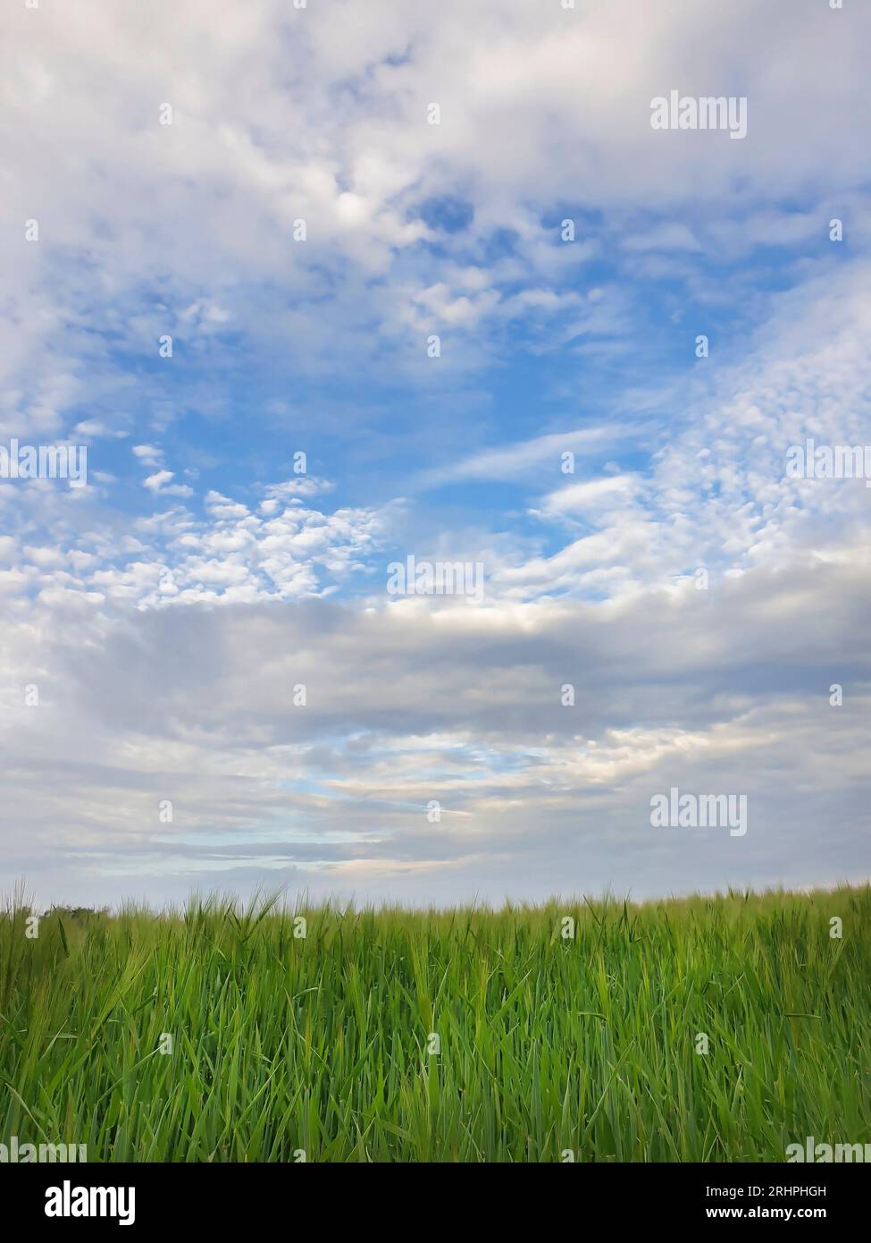 Deutschland, Teltow Fläming, grüne Landschaft, Weizenfelder, Sommer, endlose Weite, blauer Himmel mit Wolken, Weizenfeld im Vordergrund, Pflanzenstiele, Maisohren Stockfoto