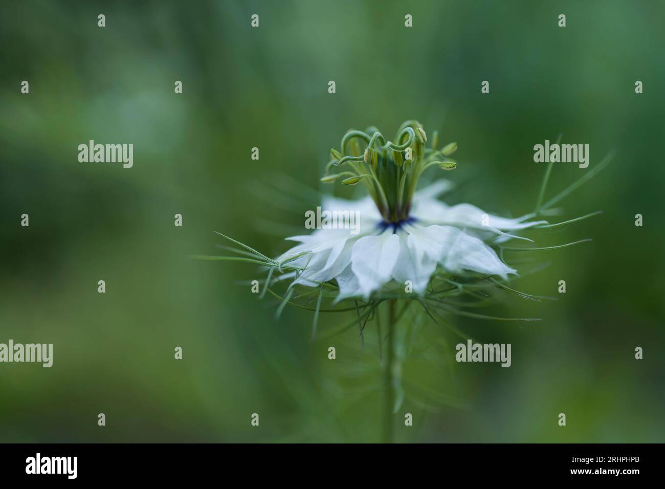 Weiße Blume des Mädchens in Grün (Nigella damascena), Deutschland Stockfoto