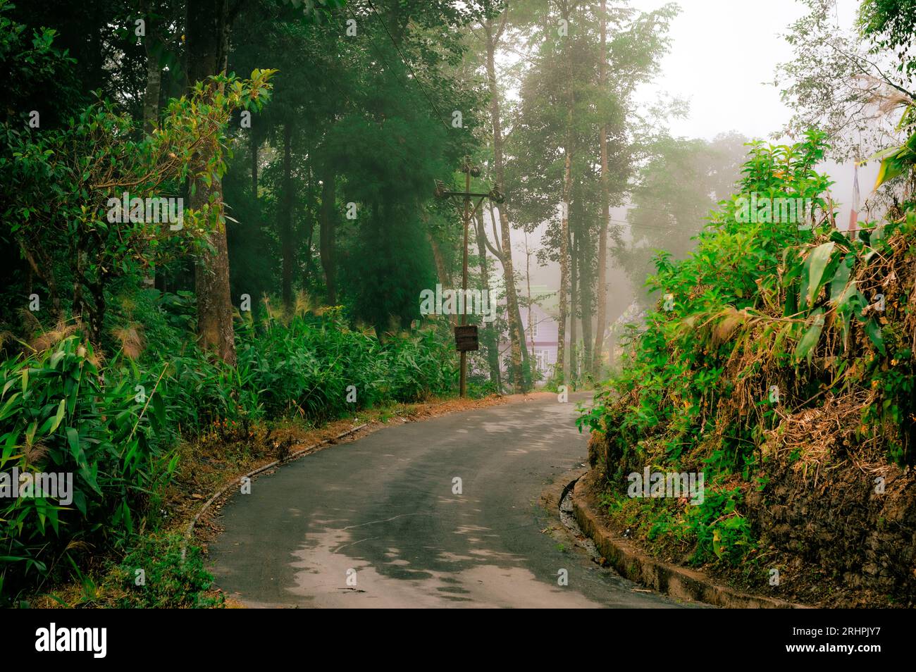 Eine asphaltierte Bergstraße, die bergauf durch den Wald führt. Sonnenlicht bei Sonnenuntergang. Hintergrund Querformat. Tagda Mirik Darjeeling Westbengalen Indien Südasien Pacif Stockfoto