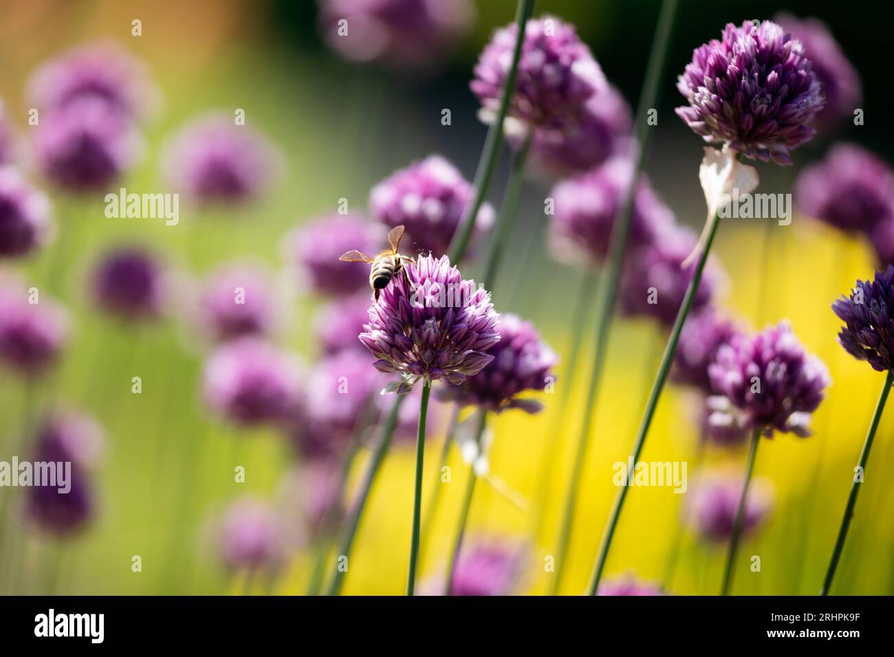 Lauch-Blumen Stockfoto