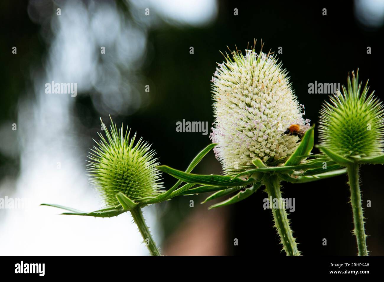 Wilde Karde Stockfoto