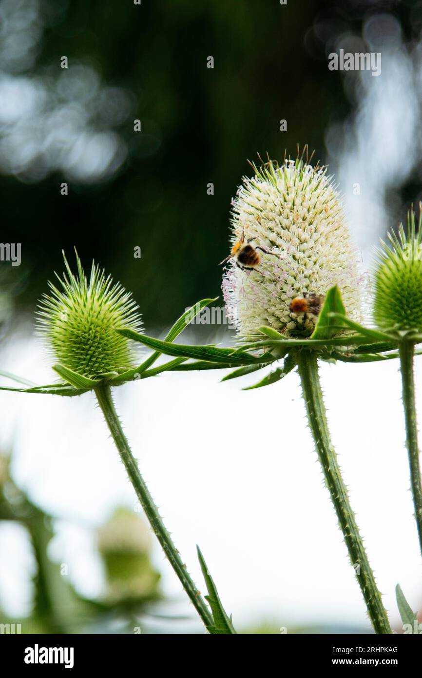 Wilde Karde Stockfoto