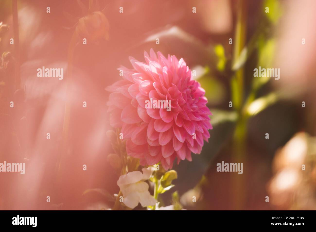 Dahlie Blume Stockfoto