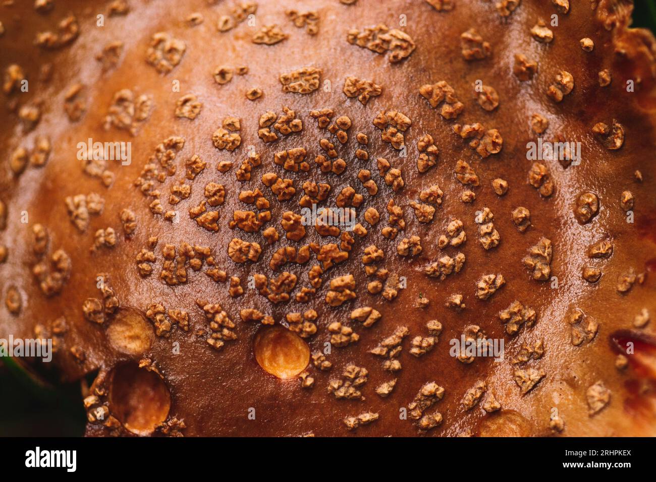 Pearl Pilz Stockfoto