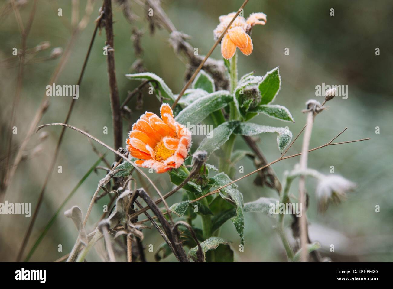 Ringelblume mit Frost Stockfoto